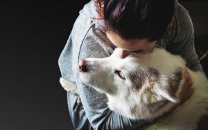 what if rsa pet insurance case study