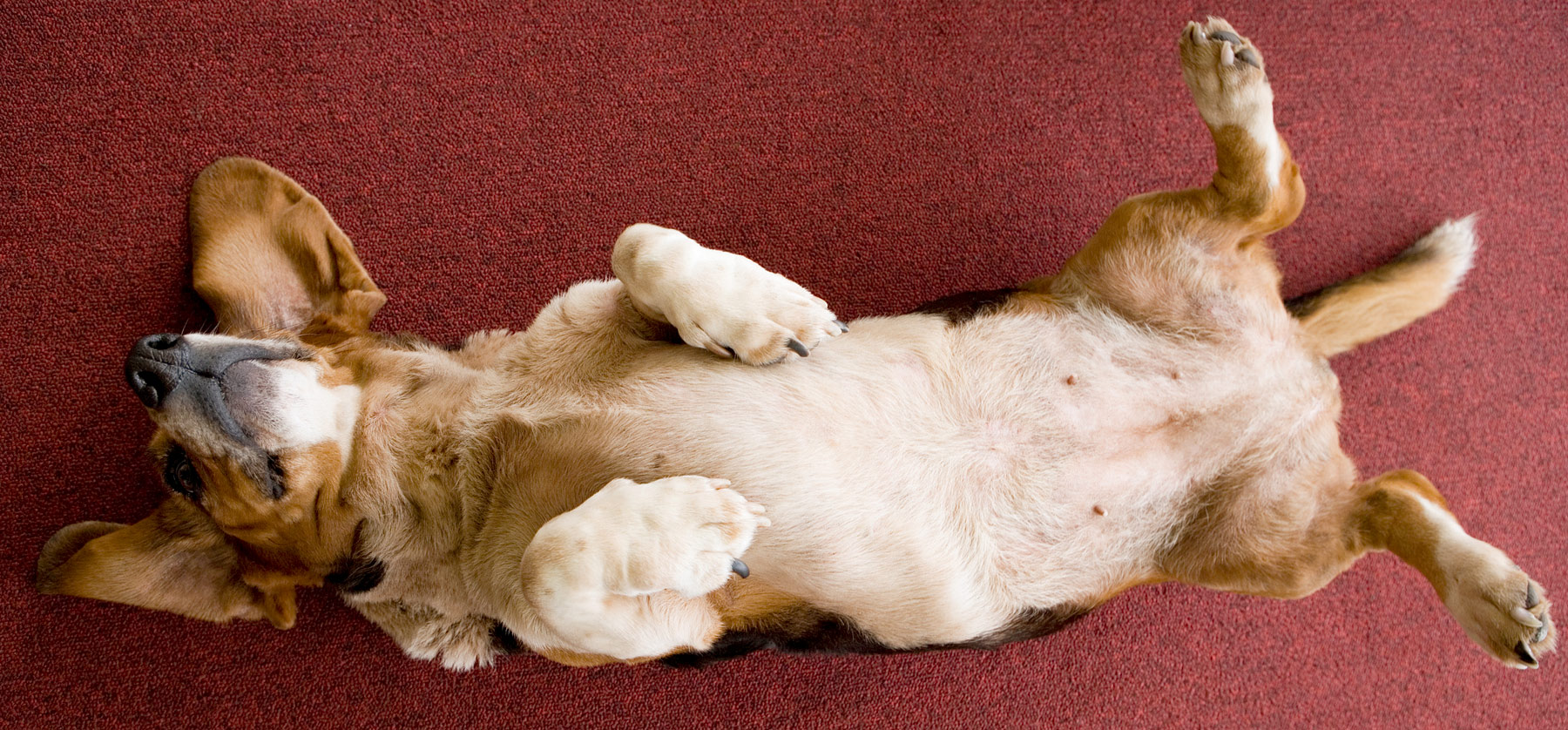 Dog lying on back - vulnerable